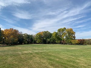 Mixed woods in various stages of senescence in Regina, Sept. 25, 2023.