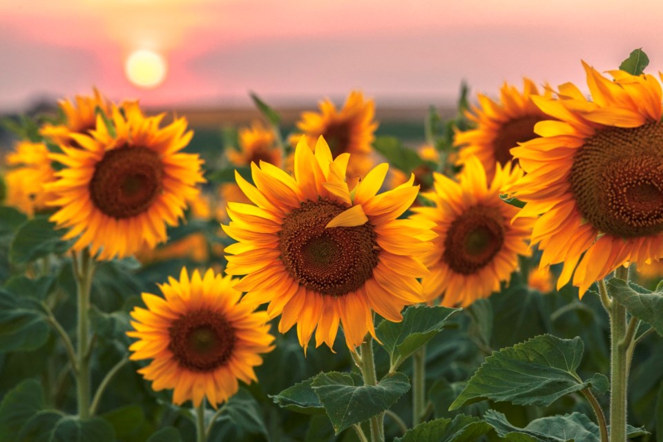 sunflowers0723