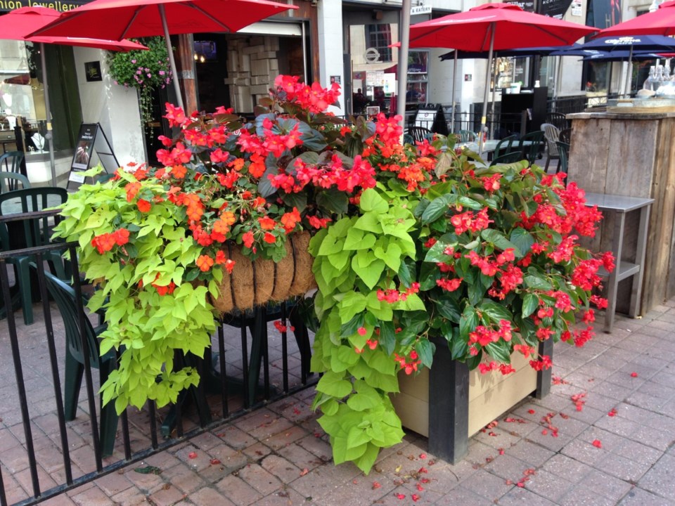 tuberous-begonias-and-potato-vine-large