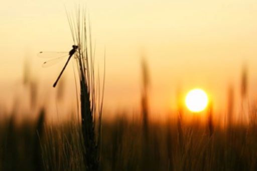 This photo, taken near Weldon, earned first place in the wildlife category and was named grand prize winner.