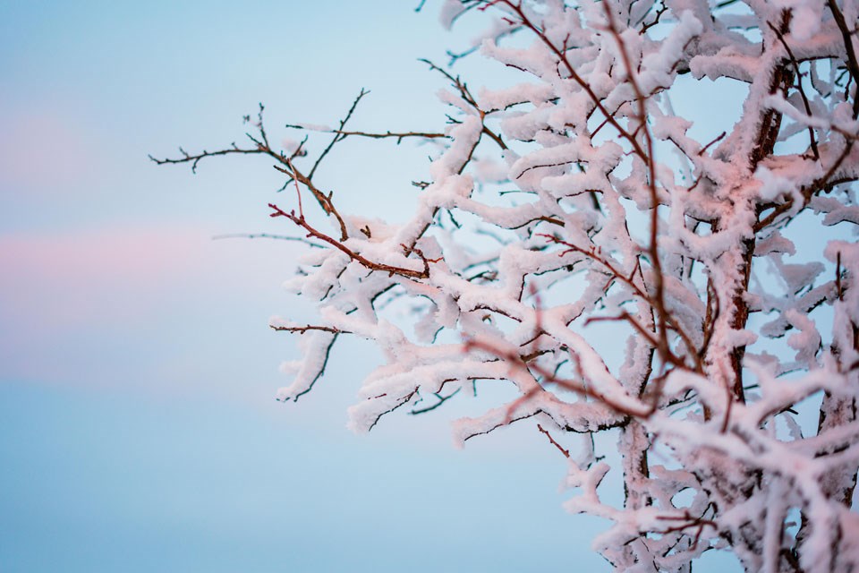 winter-tree