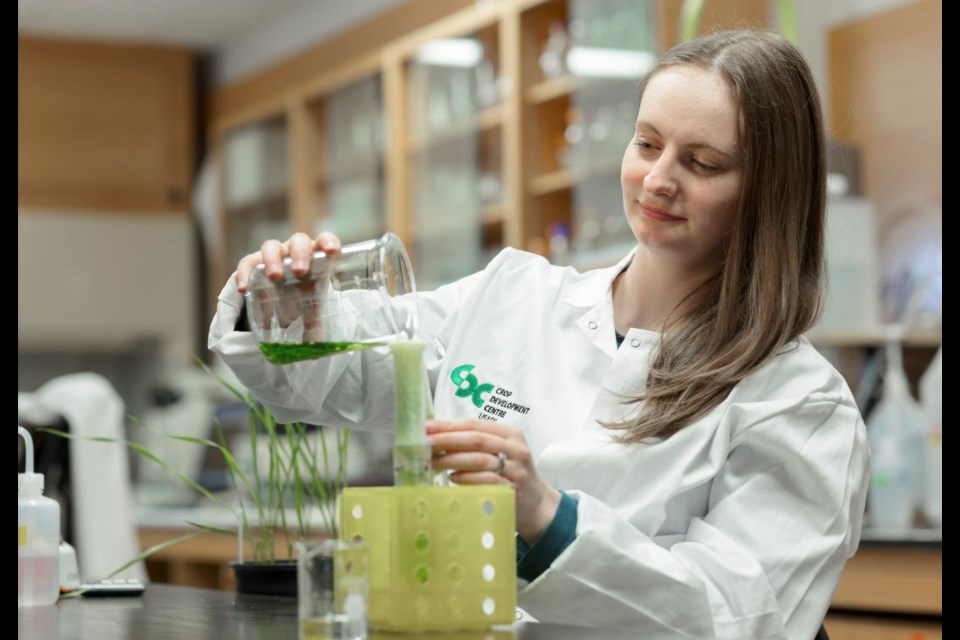 Research technician Ayla Lichtenwald works in the durum wheat molecular lab at the Crop Development Centre 