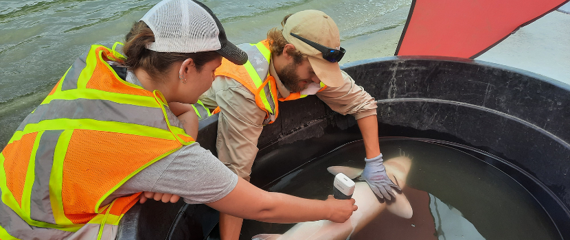 Lake Sturgeon is currently on the endangered list .