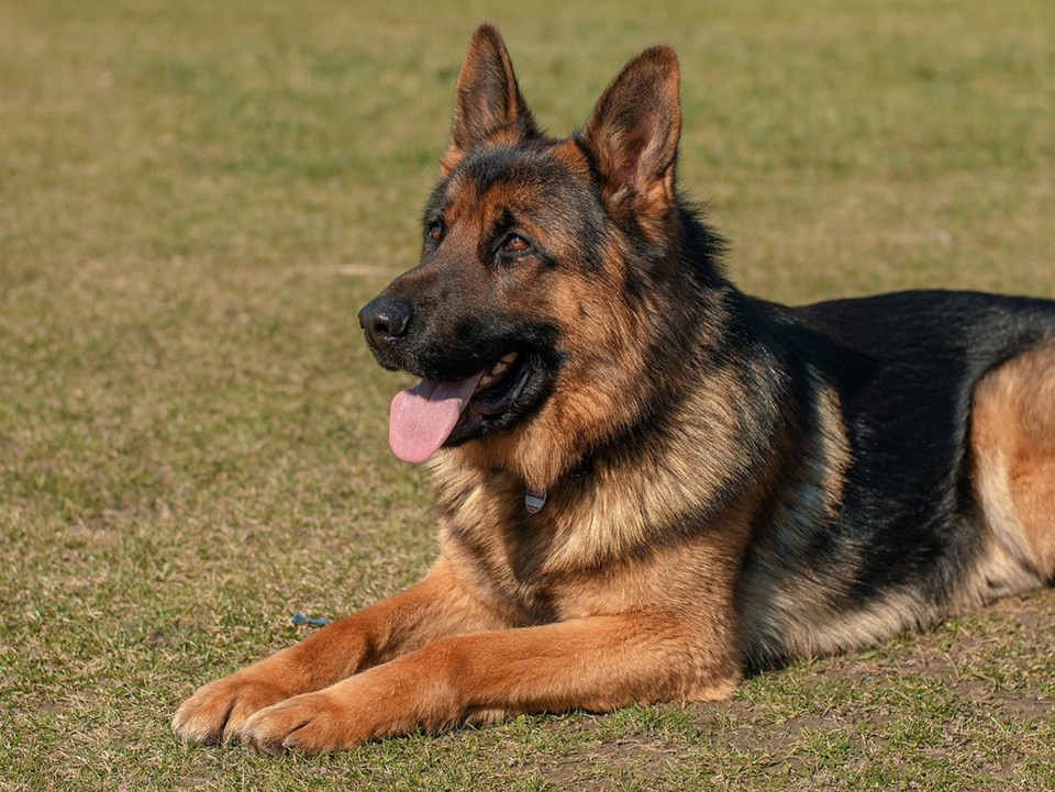 germanshepherd