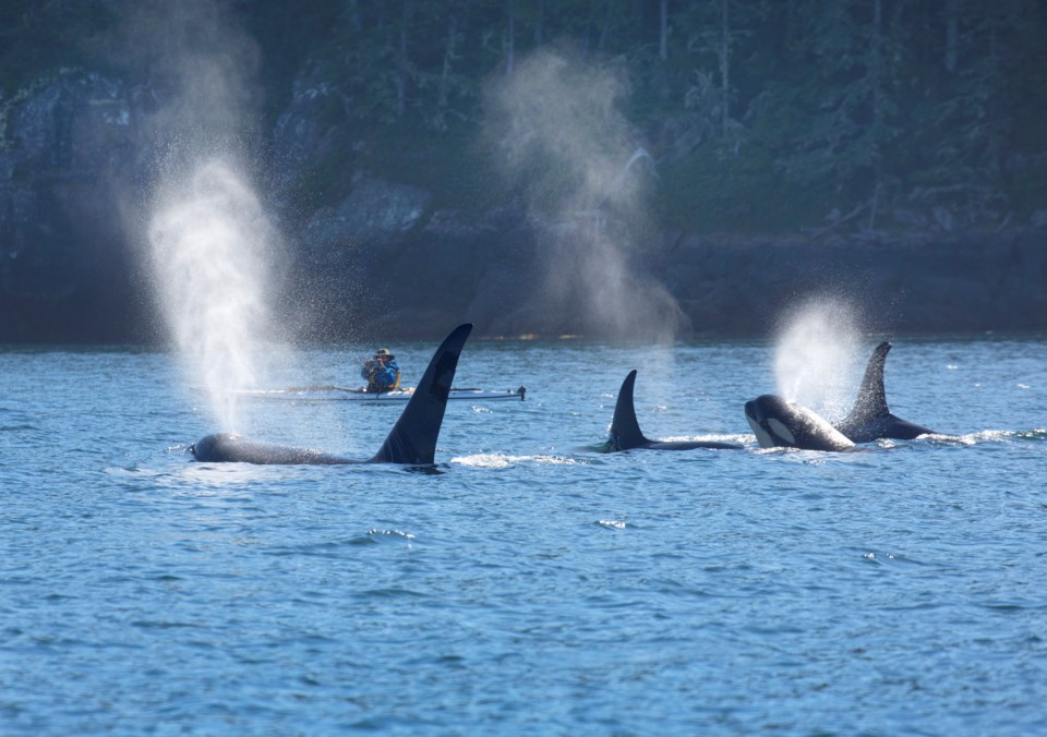 bc-coast-whales-kayaker