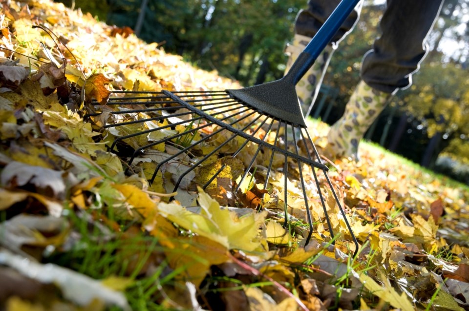 Rake Leaves Getty