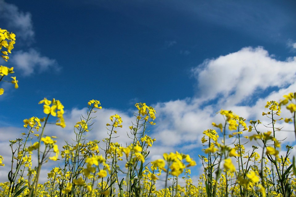 canola-unsplash