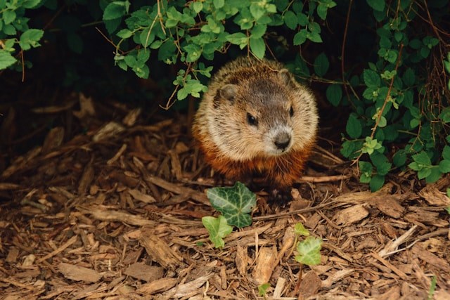 groundhog-unsplash