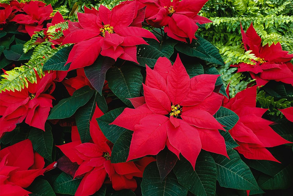 poinsettia-unsplash