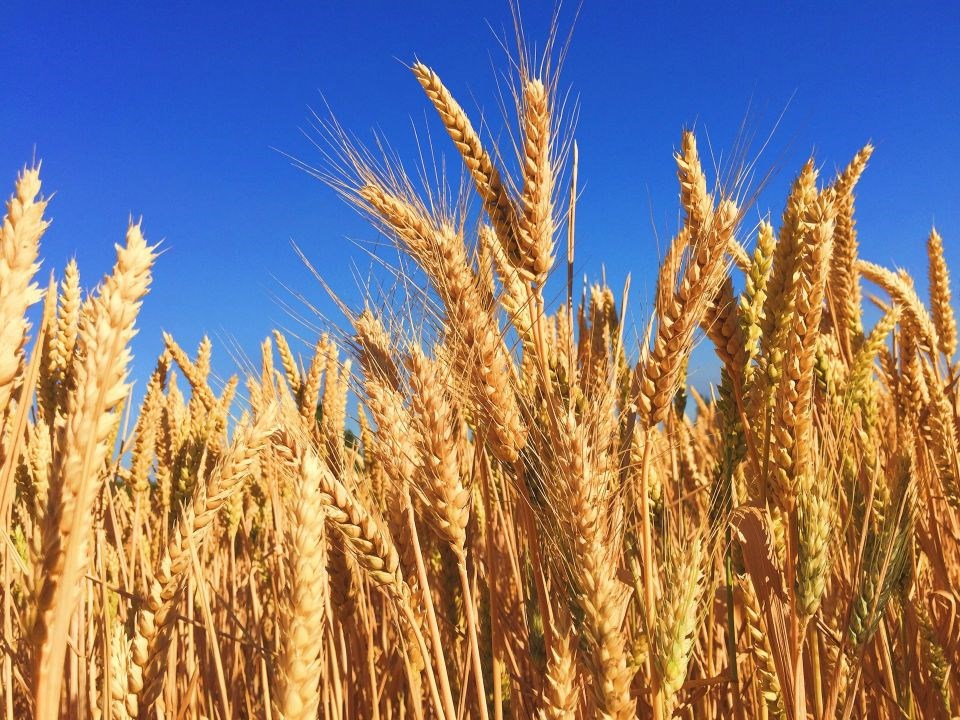 wheat-field-unsplash