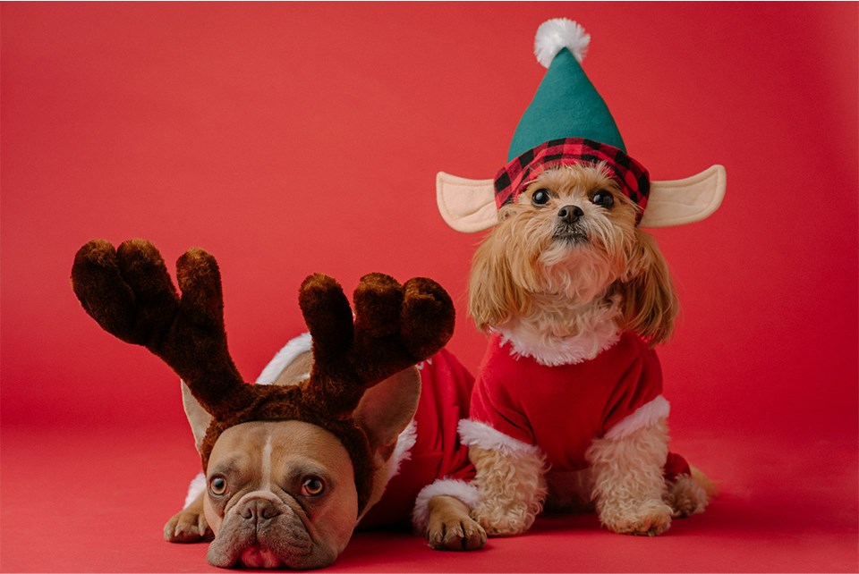 xmasdogs-unsplash