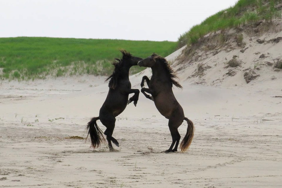 sable-island