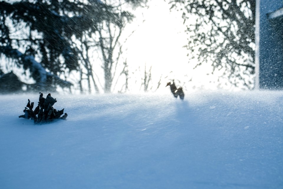 blowing-snow-unsplash