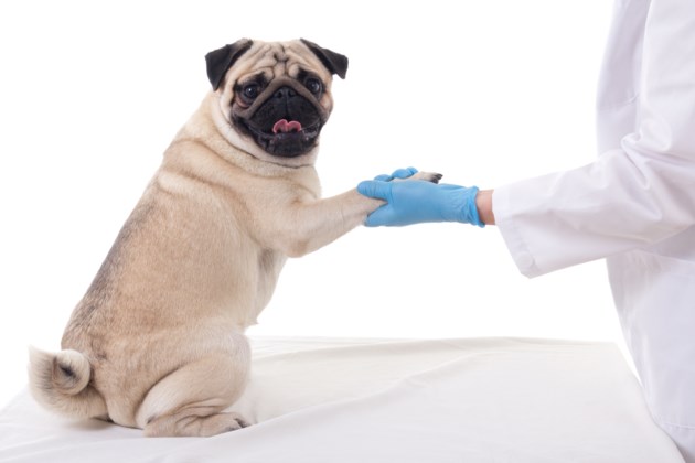 Low-cost rabies vaccination, microchip clinics in Kitchener this week - KitchenerToday.com