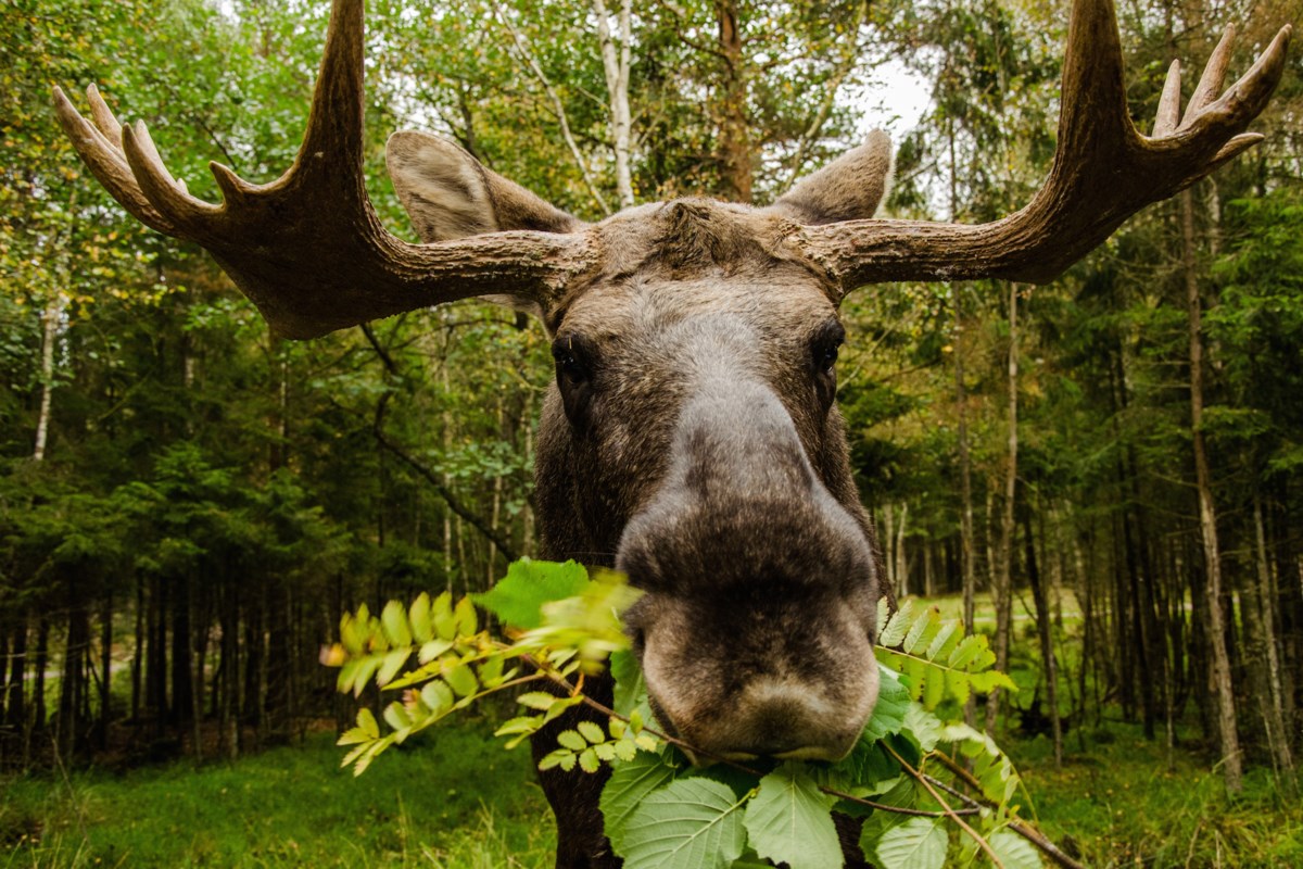 Moose Recall Kubicek from Newfoundland - Manitoba Moose