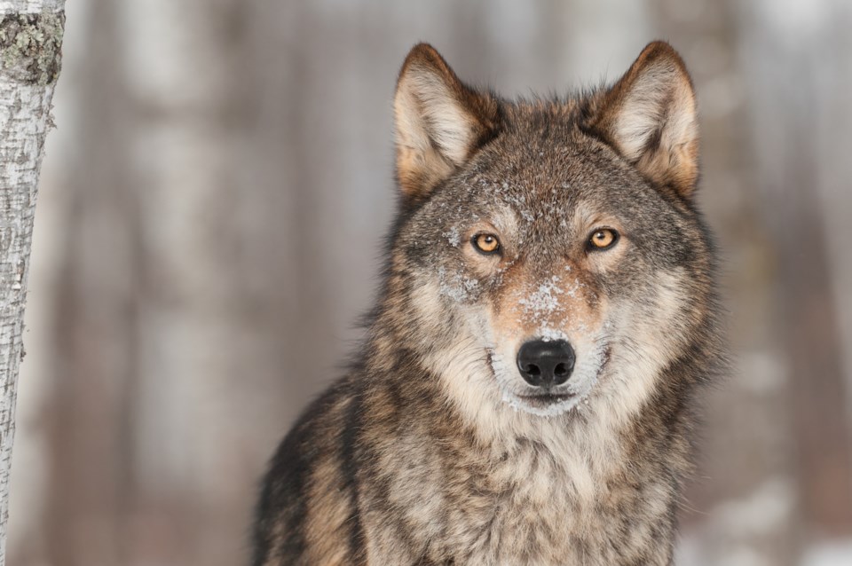 Michigan wolf population is stable, according to new survey - SooLeader