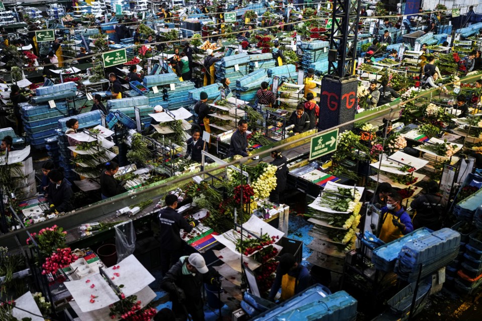 Workers pack flowers primarily intended for export to the U.S. at a flower farm in Chia, on the outskirts of Bogota, Colombia, Monday, Jan. 27, 2025. (AP Photo/Ivan Valencia)