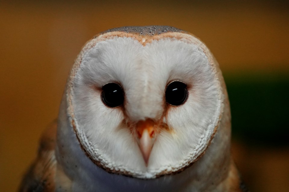 A barn owl at the Attica Zoological Park near Athens, Jan. 21, 2025. (AP Photo/Thanassis Stravrakis)