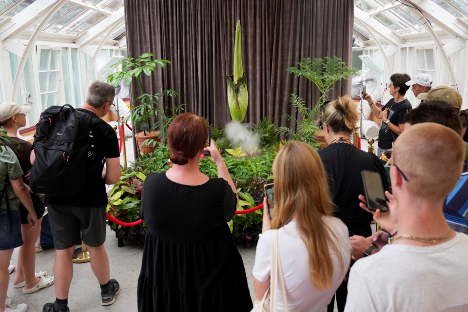 People gather around a corpse flower that begins to bloom at the Royal Botanical Gardens in Sydney, Australia, Jan. 23, 2025, before another has opened in the Australian capital Canberra in the nation's third such unusual flowering in recent months. (AP Photo/Rick Rycroft)