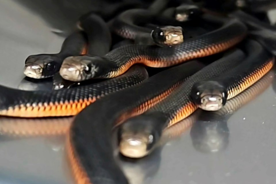 In this photo provided by Cory Kerewaro, red-belly black snakes are contained in a bucket after 102 of the reptiles were captured from a suburban Sydney yard, on Jan. 31, 2025. (Cory Kerewaro via AP)