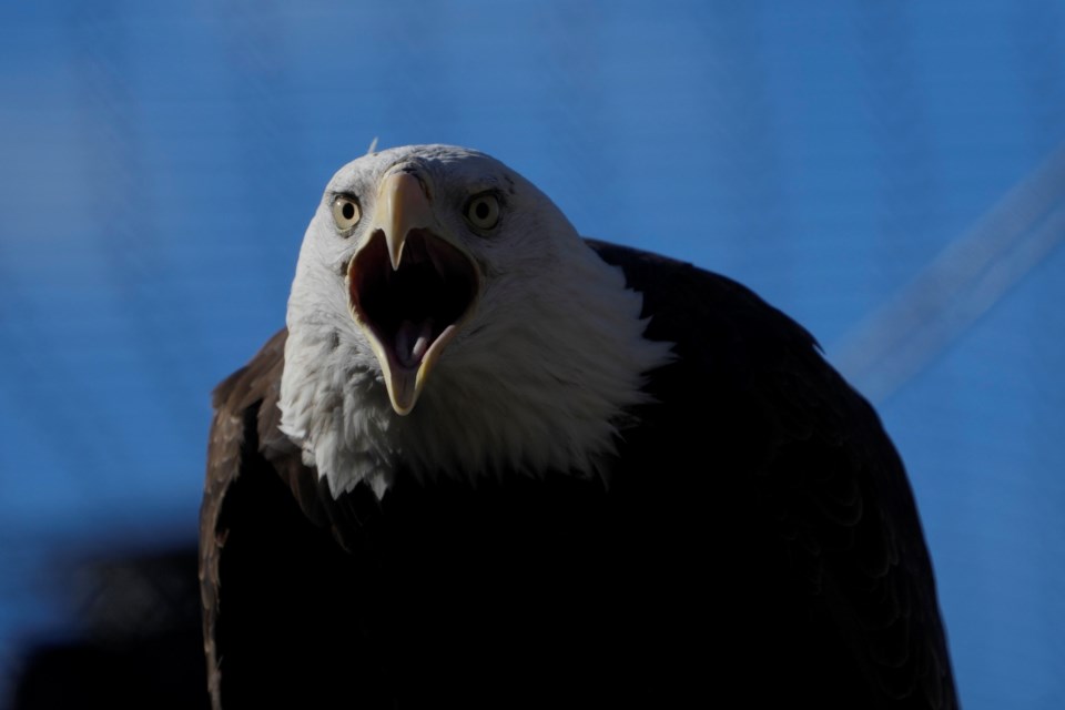 A bald eagle named Freedom perches on a branch at the Turtle Back Zoo in West Orange, N.J., Wednesday, Jan. 15, 2025. (AP Photo/Seth Wenig)