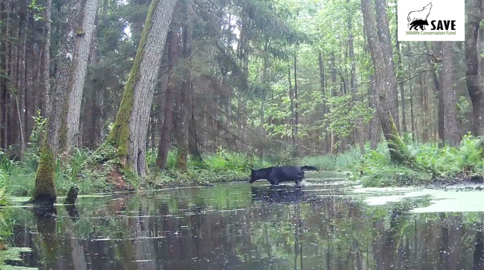 Poland-Black Wolves