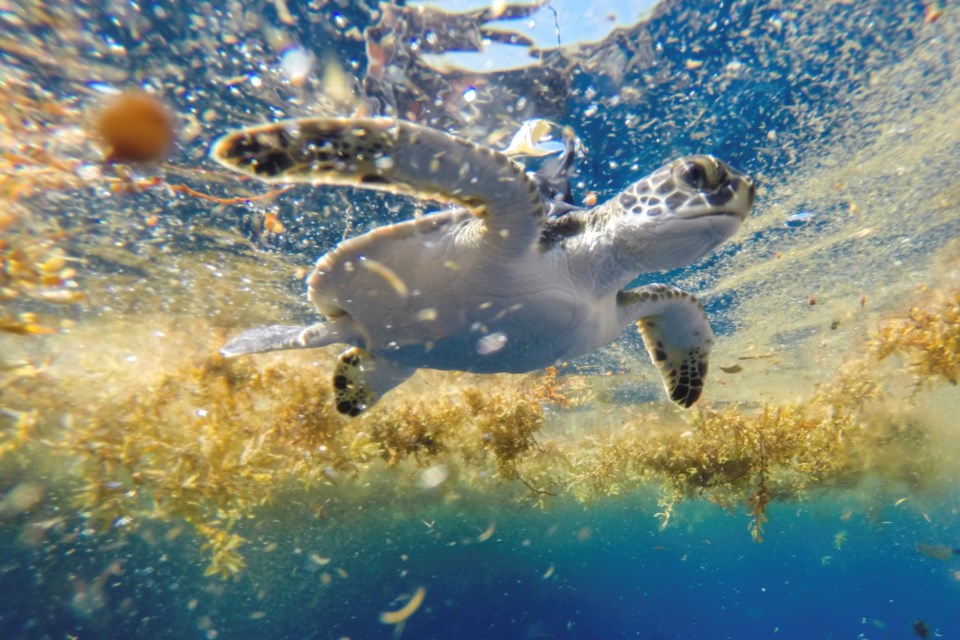 This photo provided by researchers shows a young green sea turtle released with a satellite tag swimming in sargassum seaweed offshore of Venice, La., on June 2, 2015. The photo was made with protected species permit NMFS 19508. (Gustavo Stahelin via AP)