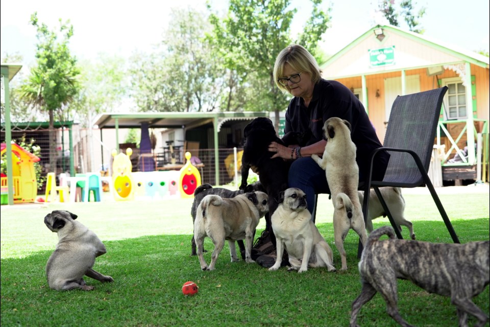 Cheryl Gaw plays with some of the 2,500 pugs she has rescued in South Africa at her home in Johannesburg, South Africa, Tuesday, Jan. 14, 2025. (AP Photo/Alfonso Nqunjana)