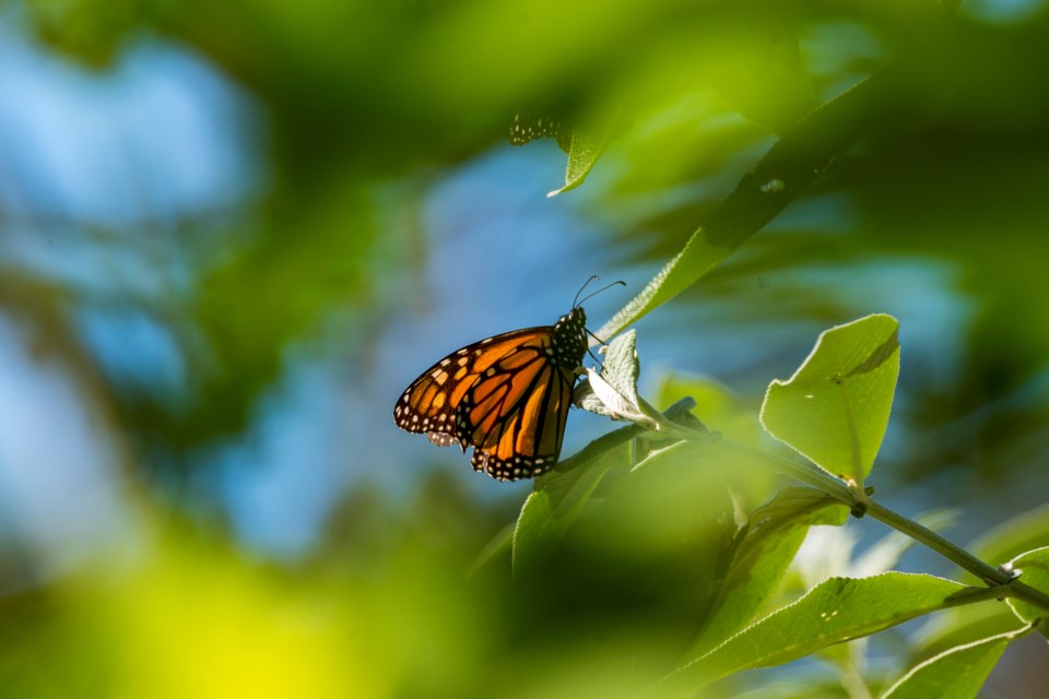 FILE - A butterfly sits on a leaf at Monarch Grove Sanctuary in Pacific Grove, Calif., on Nov. 10, 2021. (AP Photo/Nic Coury, File)