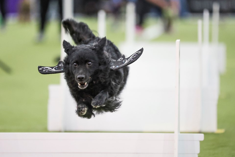 Dogs compete in the Flyball tournament at the 149th Westminster Kennel Club Dog show, Saturday, Feb. 8, 2025, in New York. (AP Photo/Heather Khalifa)