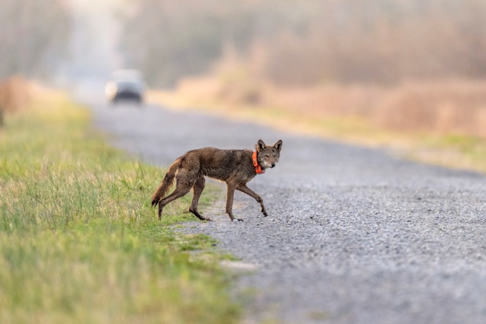 FILE - A red wolf crosses a road on the Alligator River National Wildlife Refuge, March 23, 2023, near Manns Harbor, N.C. (AP Photo/David Goldman, File)