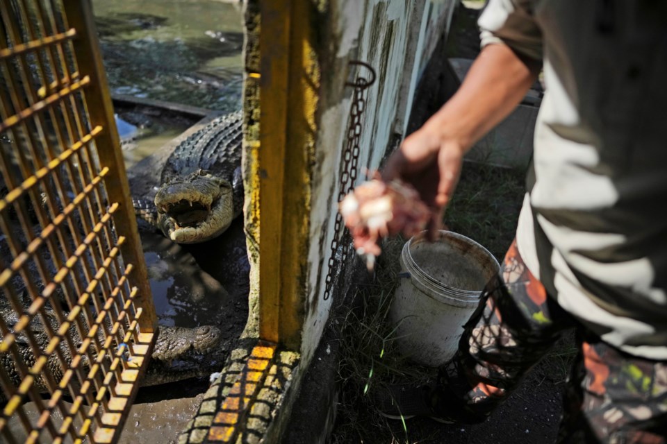 Rusli Paraili, a crocodile handler, feeds a rescued crocodile kept inside an enclosure in Budong-Budong, West Sulawesi, Indonesia, Monday, Feb. 24, 2025. (AP Photo/Dita Alangkara)