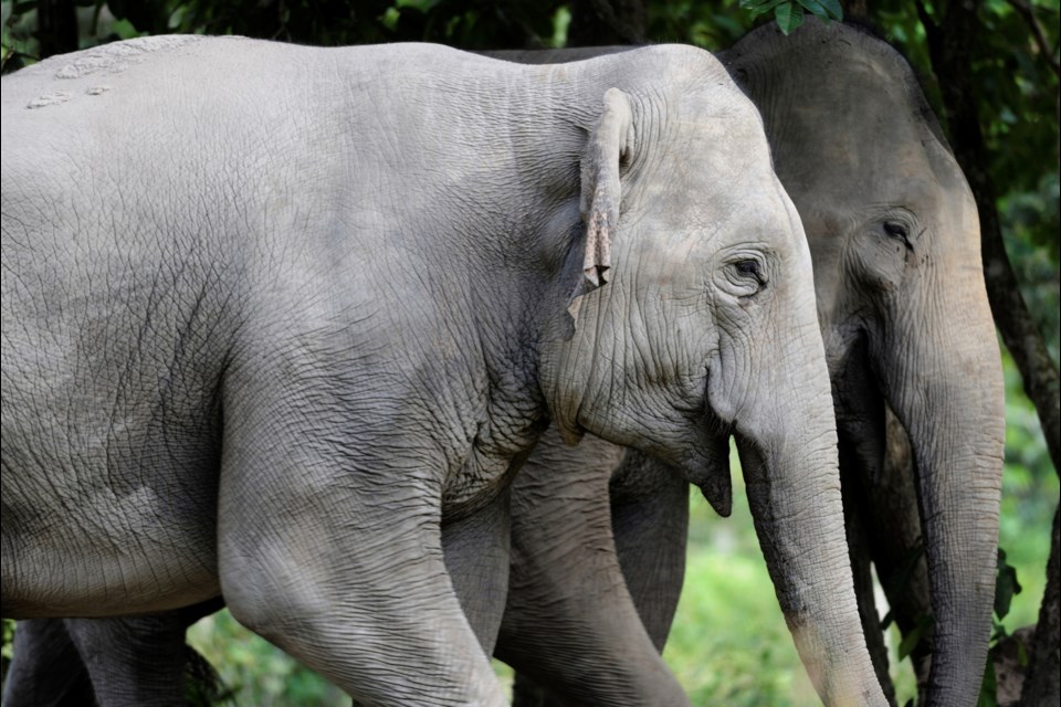 In this photo taken between 2020- 2021 and released by Fauna & Flora, elephants roam at Prey Lang Wildlife Sanctuary in Preah Vihear province, Cambodia. (Fauna & Flora via AP)