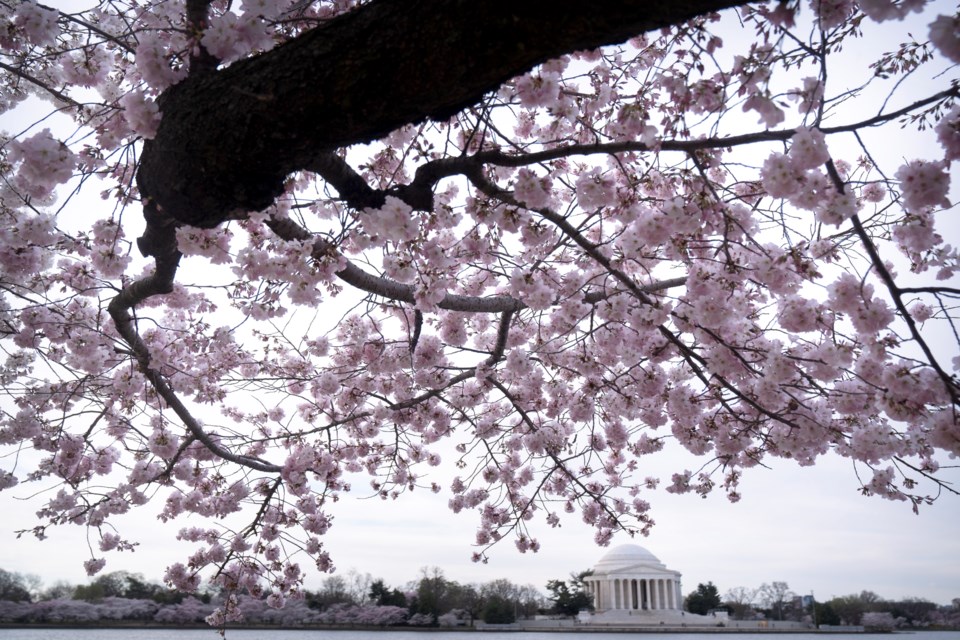 FILE - The Jefferson Memorial is seen amid cherry blossoms along the Tidal Basin in Washington, March 18, 2024, in Washington. (AP Photo/Mark Schiefelbein, File)