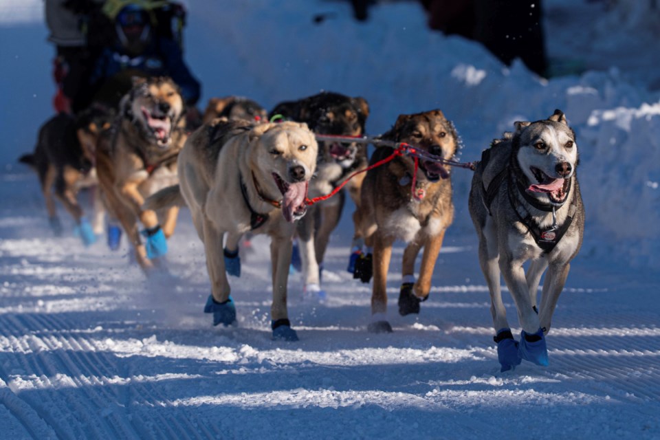 FILE - Dogs in Riley Dyche's team mush along Cordova Street during the ceremonial start of the Iditarod Trail Dog Sled Race on Saturday, March 2, 2024, in Anchorage, Alaska. (Loren Holmes/Anchorage Daily News via AP, File)