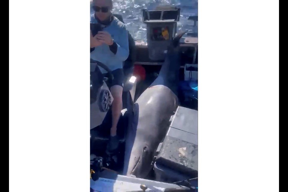 This image made from video provided by Dean Harrison, shows a dolphin in a boat after it had jumped into on Feb. 28, 2025, in Bay of Islands, New Zealand. (Dean Harrison via AP)