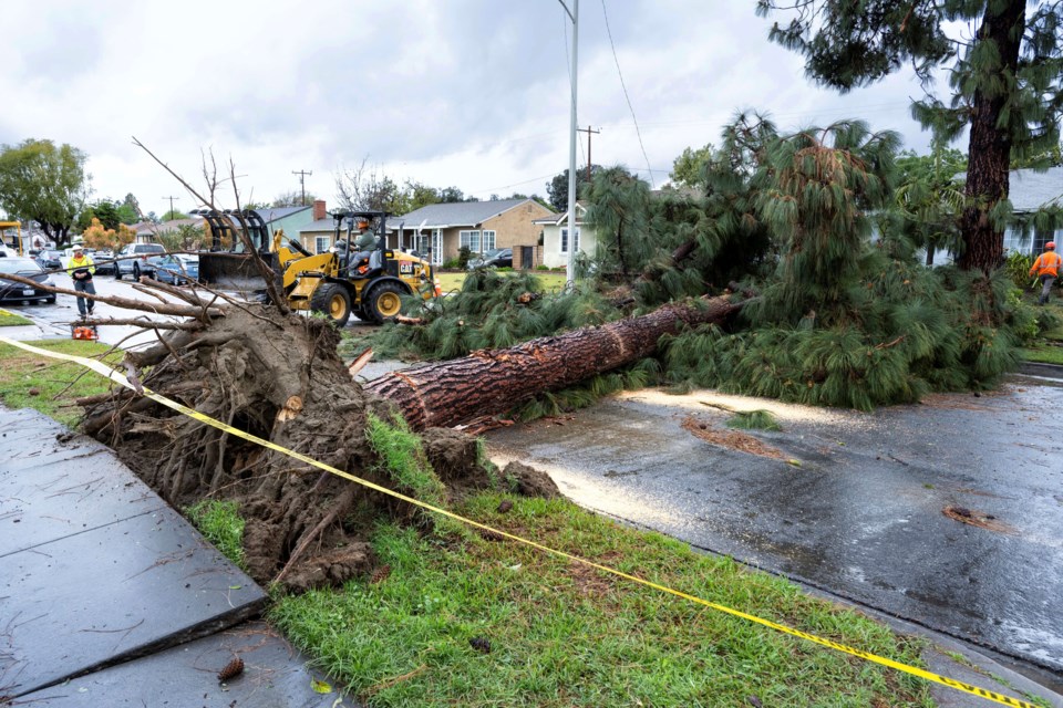 Crews work to remove a large pine tree from Glencannon Drive after severe weather hit in Pico Rivera, Calif., Thursday, March 13, 2025. (David Crane/The Orange County Register via AP)