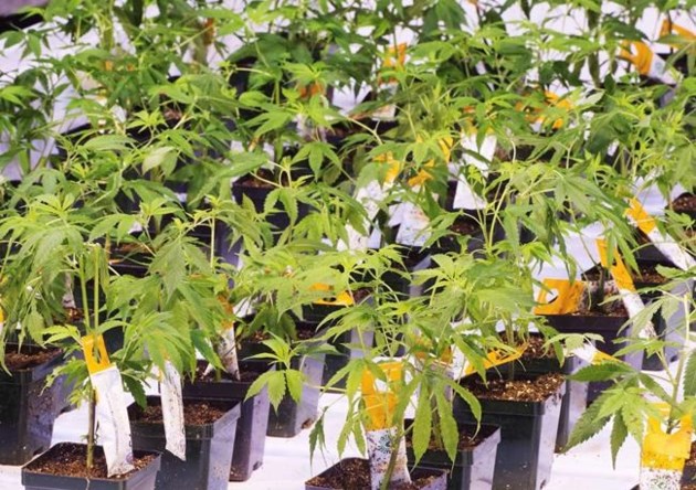 Aurora second-quarter earnings shed light on first recreational cannabis sales