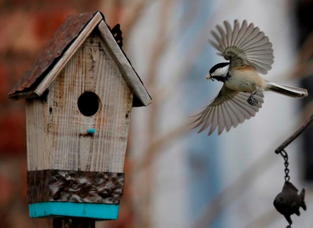 Research Suggests Bird Personalities Vary Widely And Are Tough To