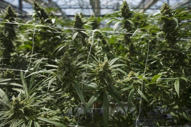 CannTrust Nailed for Selling Unlicensed Product