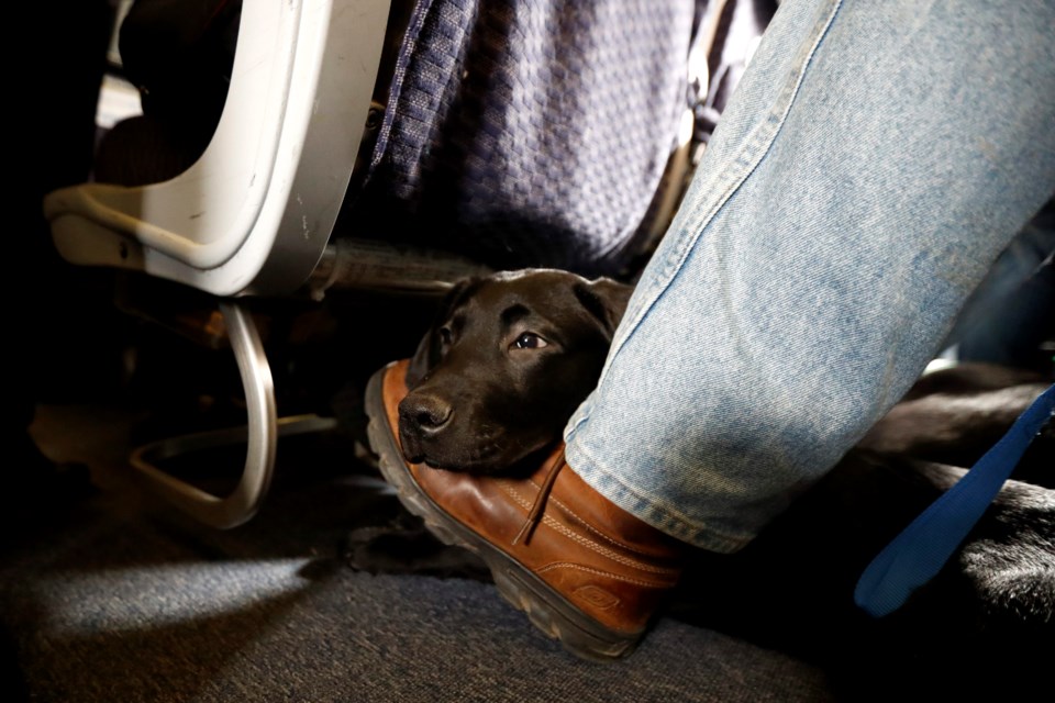 Emotional support dog on american airlines hotsell