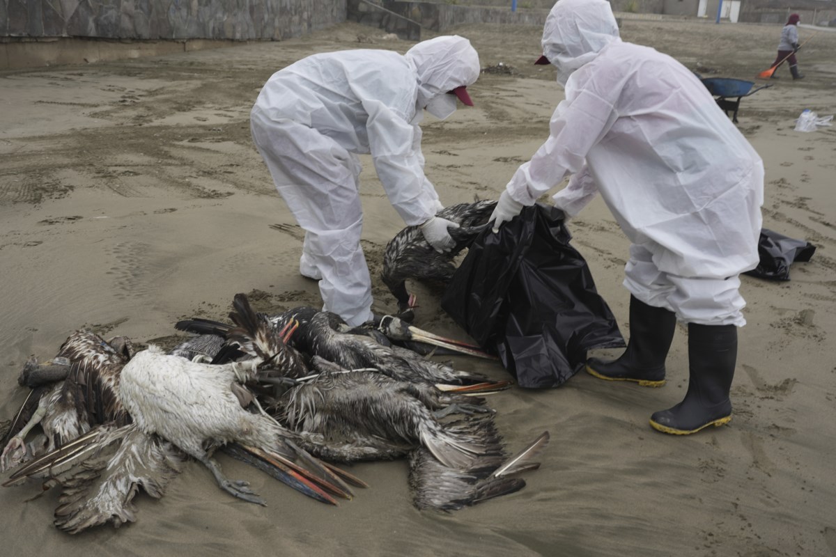 Pourquoi les visons malades ravivent les inquiétudes concernant la grippe aviaire