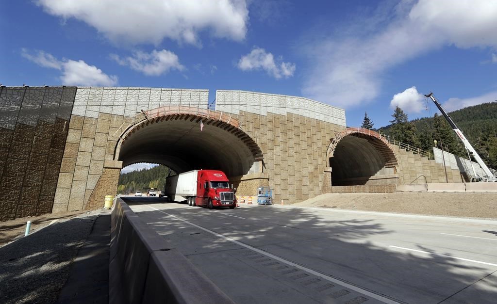 Le Nouveau-Mexique approuve ses premiers ponts fauniques pour limiter les collisions