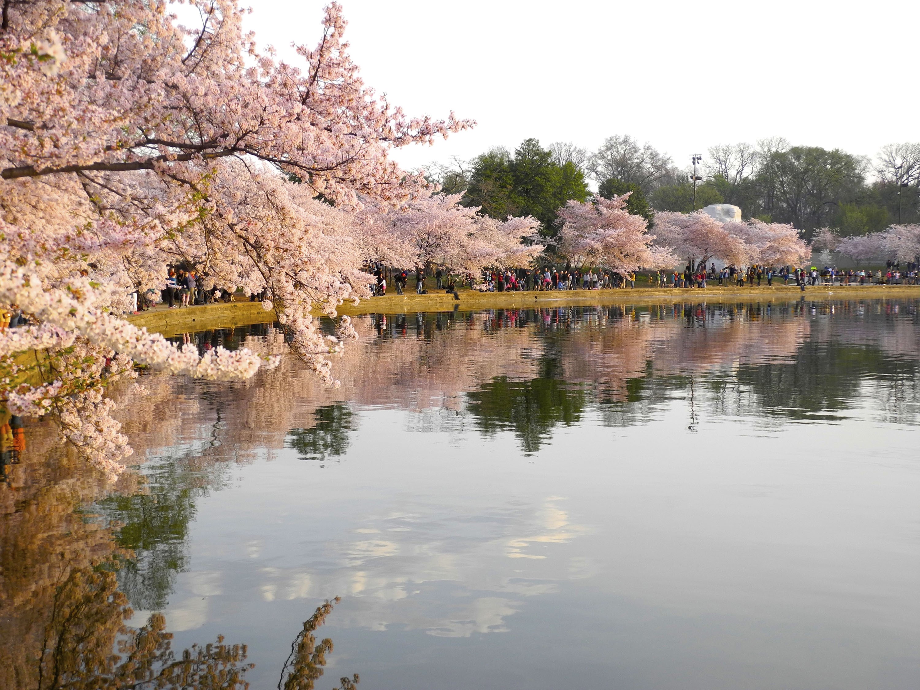 Care, 'magic' help DC's cherry blossom trees defy age: See Pics