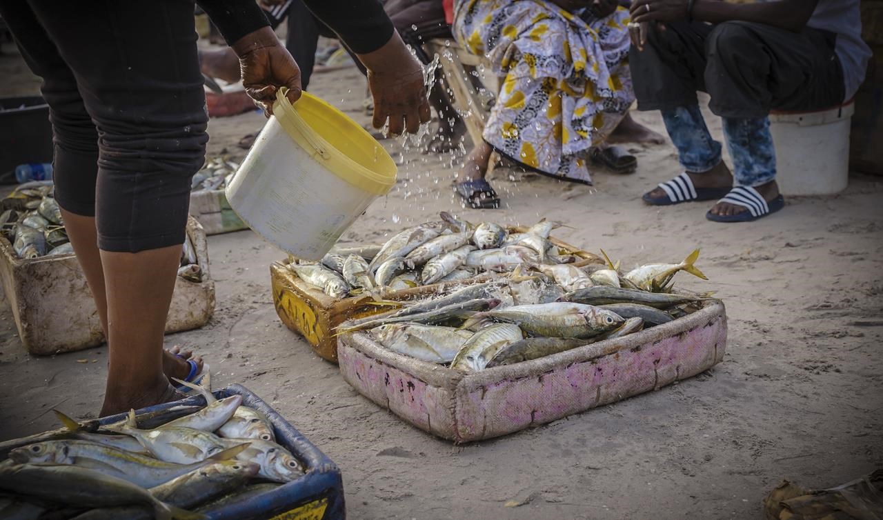 Senegal struggles with loss of fish central to diet, culture
