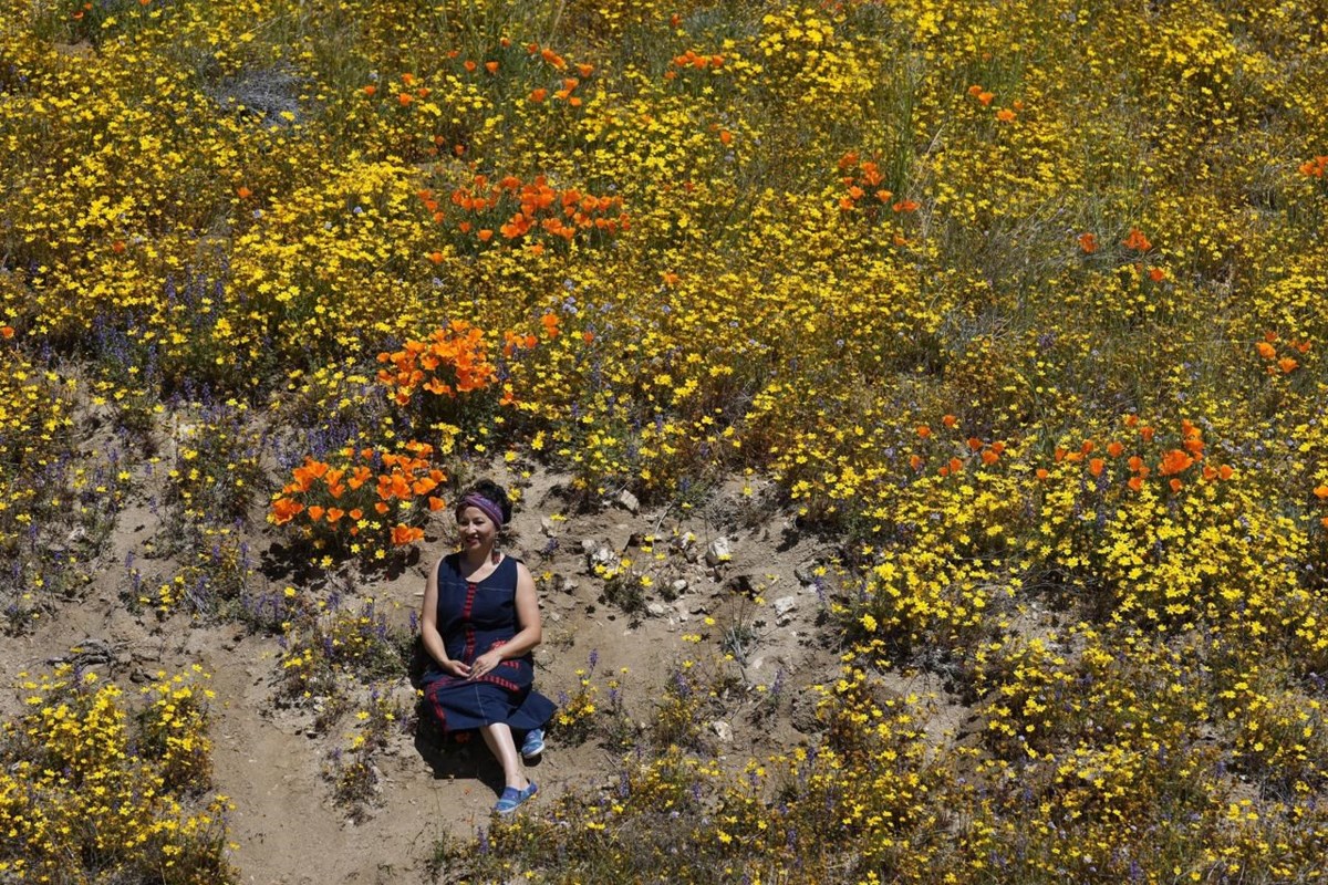 California is exploding with superblooms this year. Here's why. 