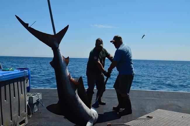 New government rules spell end for Nova Scotia's distinctive shark-fishing  derbies - North Shore News