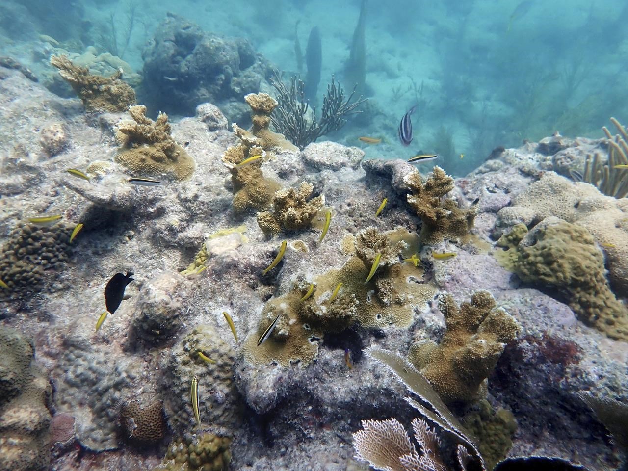 Scientists: Keys coral reefs are already bleaching as water temperatures  hit record highs