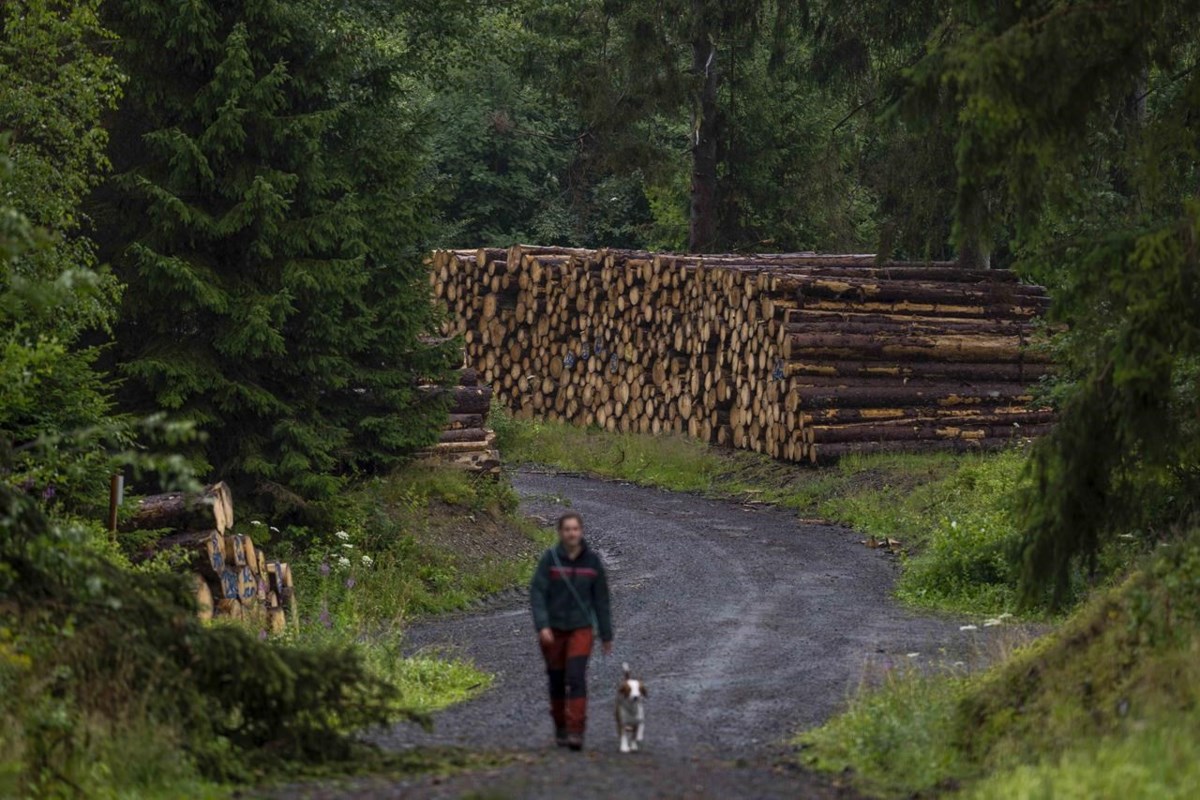 Bark Beetles Are Eating Through Germany's Harz Forest. Climate Change ...