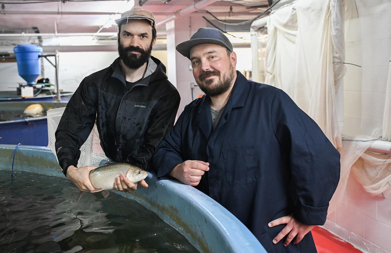 Montreal urban fish farmers say their Arctic char cuts greenhouse gases and  waste 